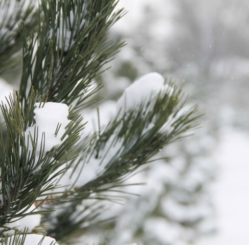 Offerta Welcome Snow